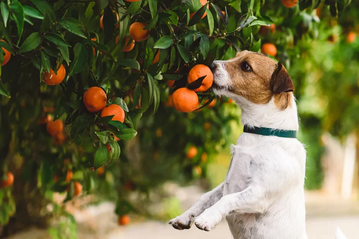 cachorro comendo tangerina
