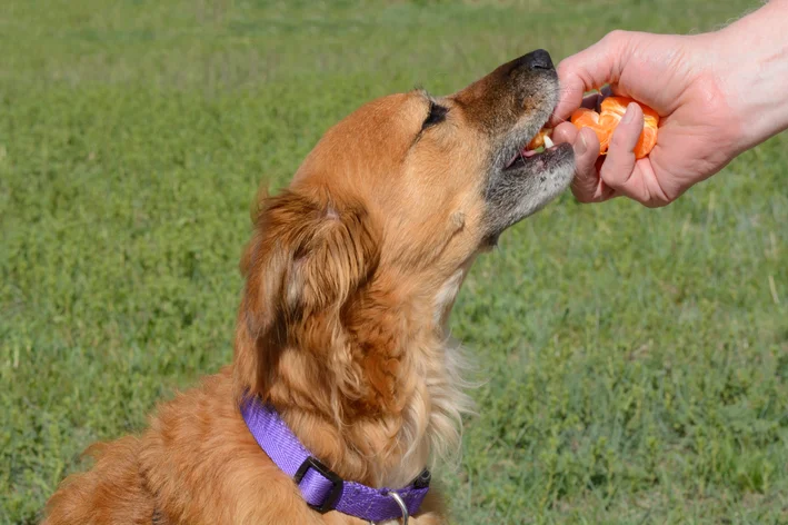 mulher dando tangerina para cachorro