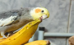 calopsita comendo banana
