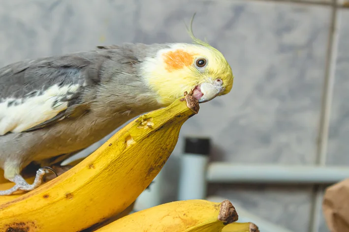 calopsita comendo banana