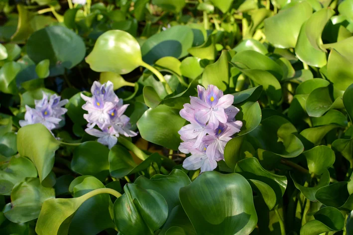 folha lilás de aguapé