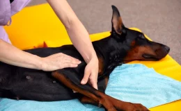 cachorro passando por fisioterapia veterinária