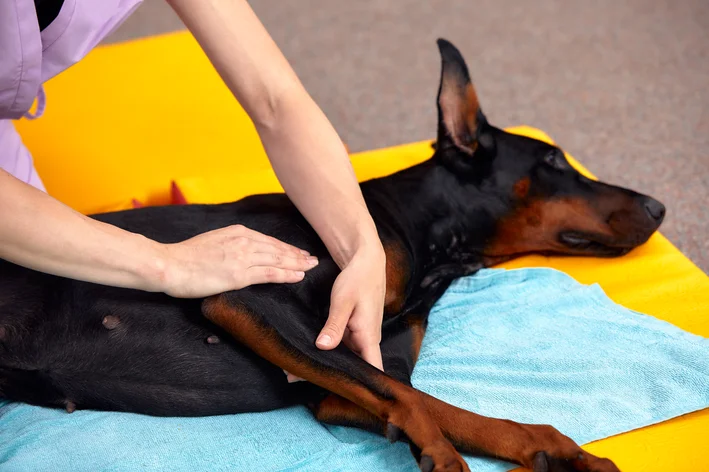 cachorro passando por fisioterapia veterinária