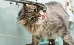 gato bebe muita água na torneira