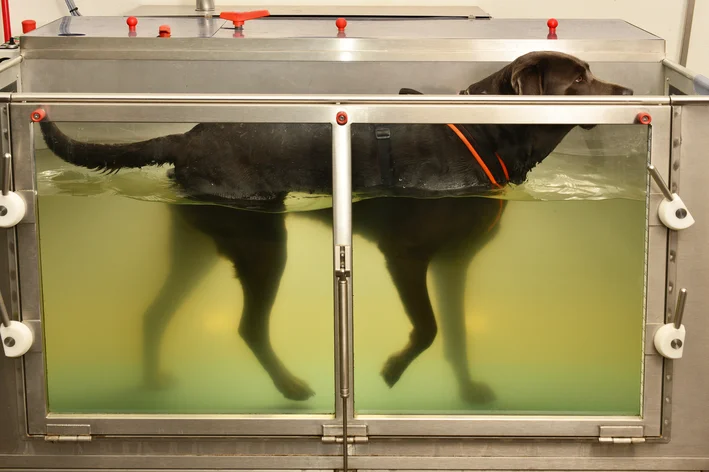 cachorro fazendo hidroterapia
