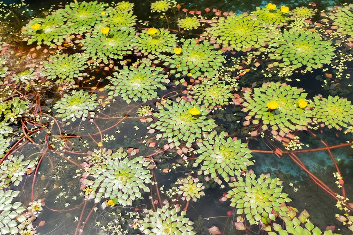 planta mosaico no lago