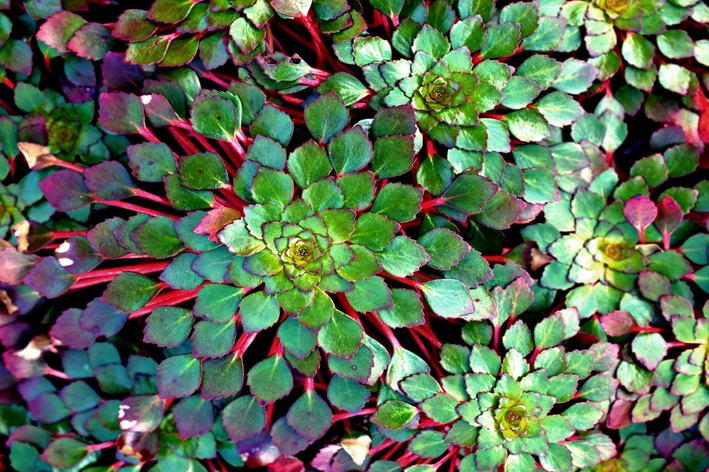 pétalas coloridas de planta mosaico