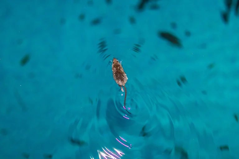 rato nadando na piscina