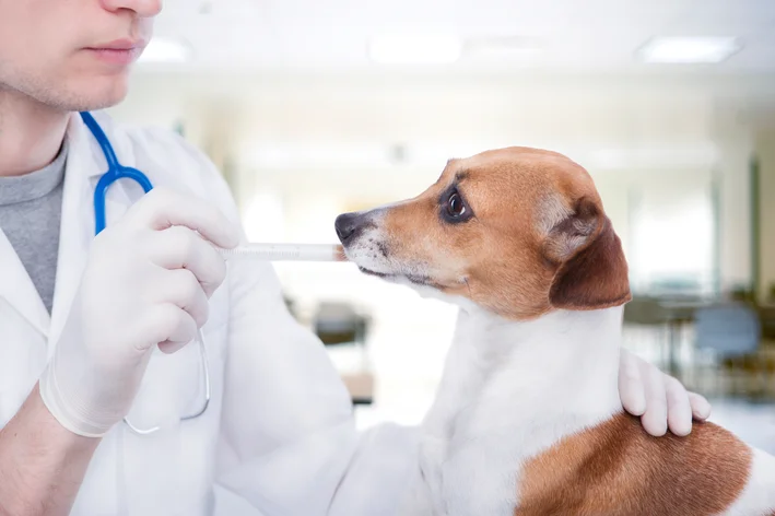 cachorro sendo medicado por via oral por veterinário