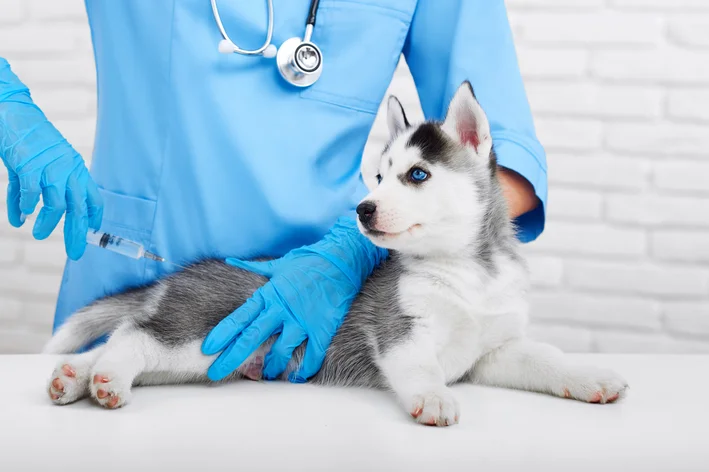 cachorro husky filhote sendo vacinado por médico-veterinário