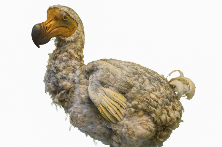 dodo animal 