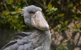 pelicano bico de sapato