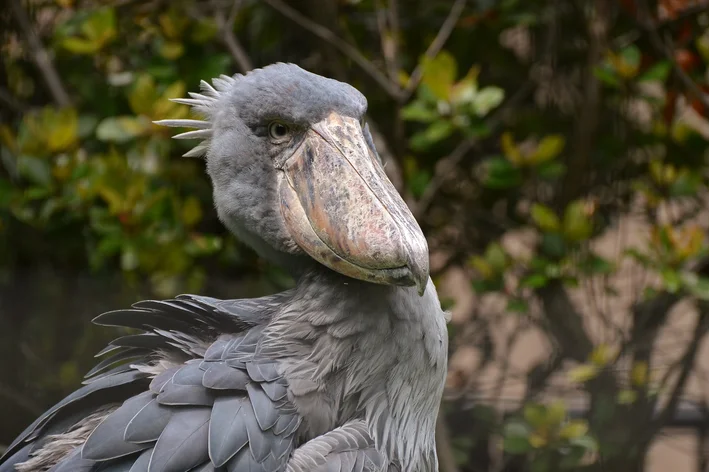 pelicano bico de sapato 