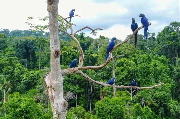 araras-azuis em cima da árvore