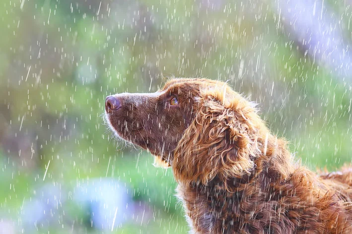 cachorro preso na chuva