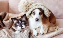 campanha do agasalho pet gato e cão