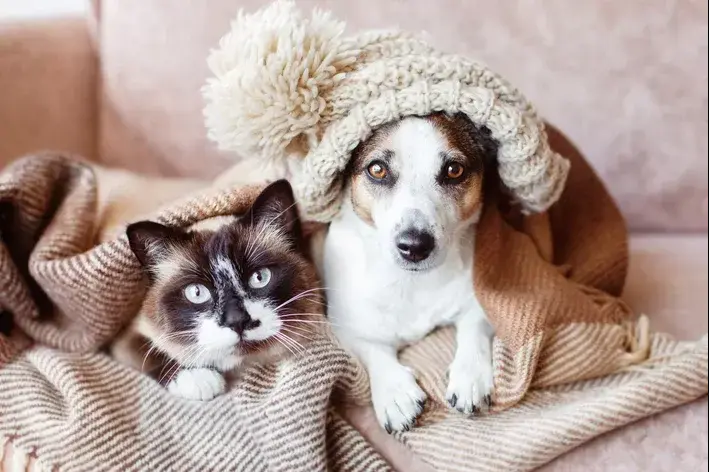 campanha do agasalho pet gato e cão