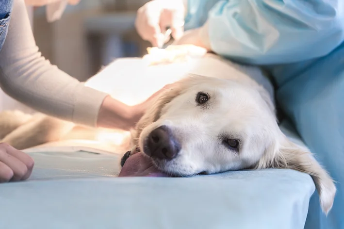 cachorro fazendo cirurgia para câncer de próstata