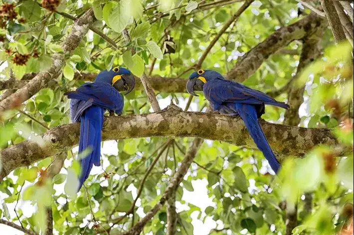 casal de araras azuis na árvore