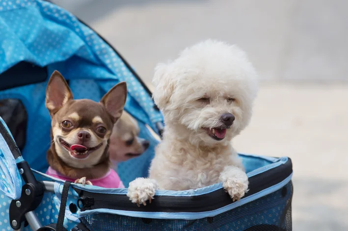 cachorros passeando em um carrinho de bebê