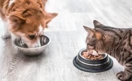 cachorro e gato comendo ração prohealth