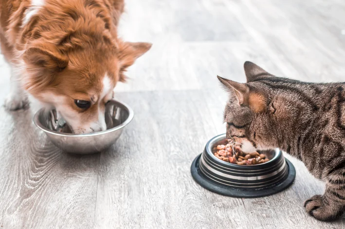 cachorro e gato comendo ração prohealth