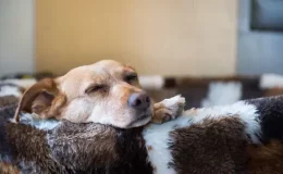 cachorro deitado com remela no olho