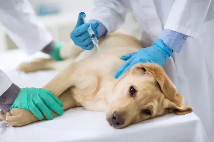 cachorro tomando vacina contra verme