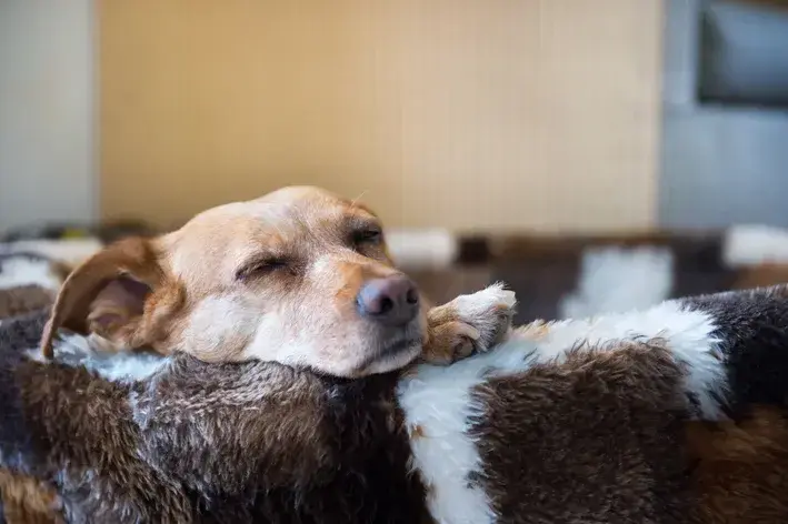 cachorro deitado com remela no olho