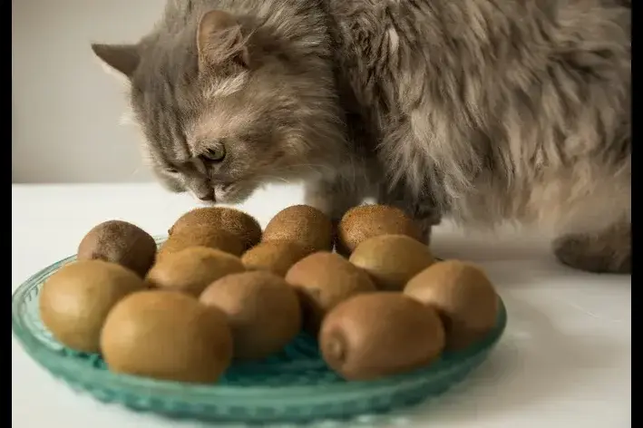 gatos podem comer kiwi