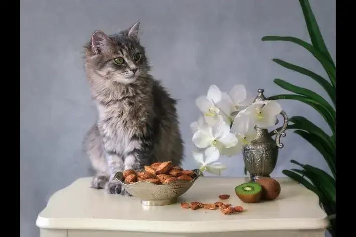 gato pode comer kiwi