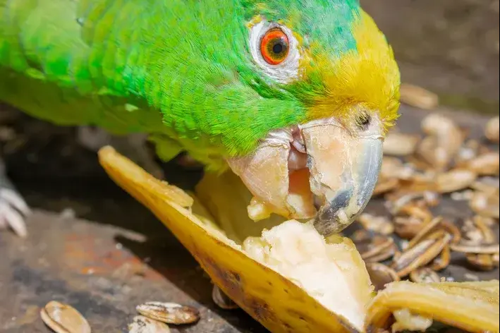 papagaio come banana
