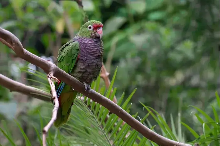 Papagaio-de-peito-roxo