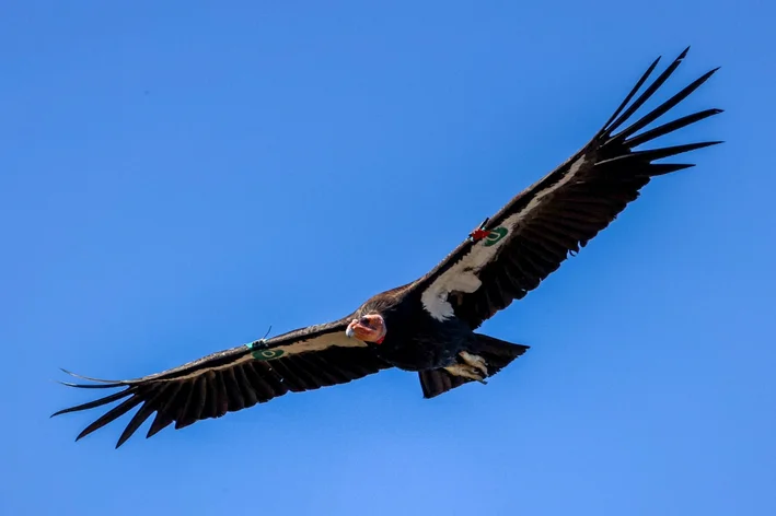 Condor-da-Califórnia voando