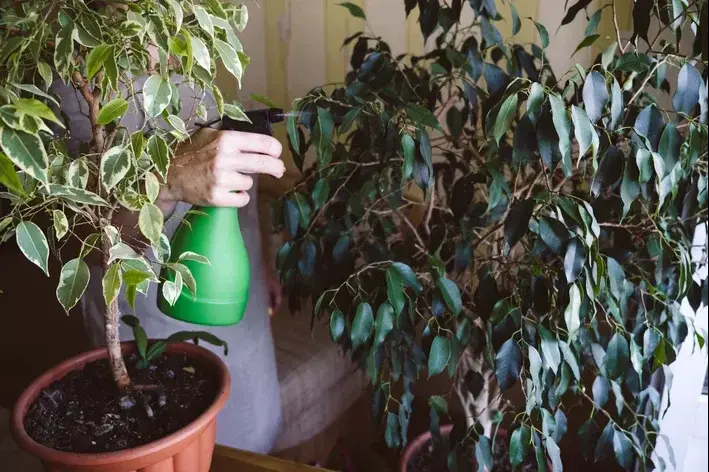 pessoa regando a planta ficus