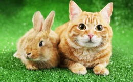 gato e coelho lado a lado