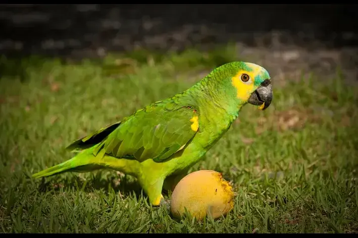 papagaio comendo manga