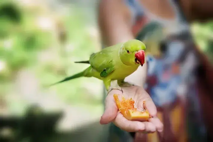 mulher oferecendo manga para o papagaio