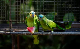 dois papagaios comendo melancia