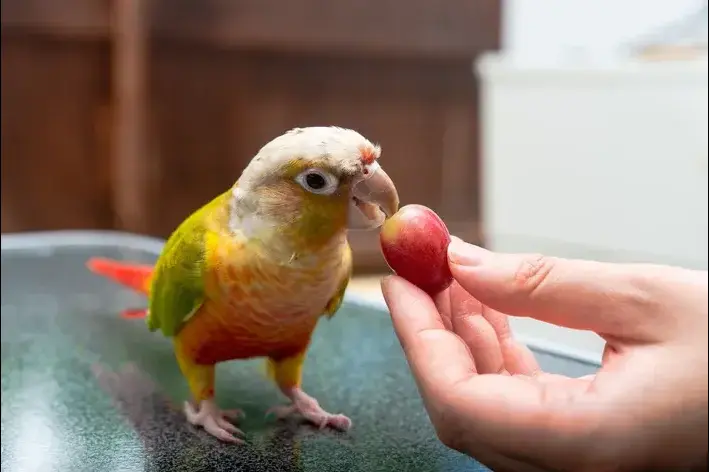 papagaio comendo uva