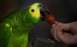 papagaio comendo uva