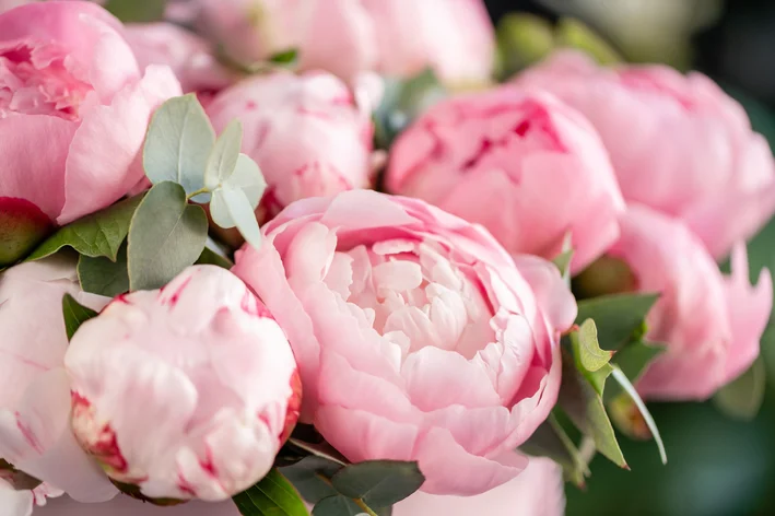 flores de peônia rosa