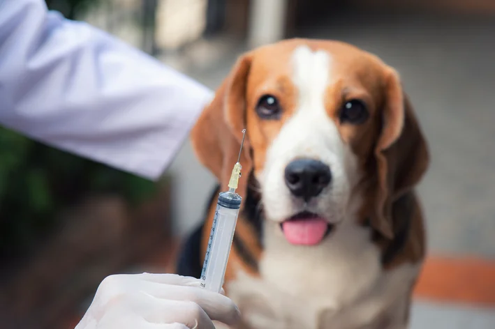 cachorro filhote olhando para a vacina