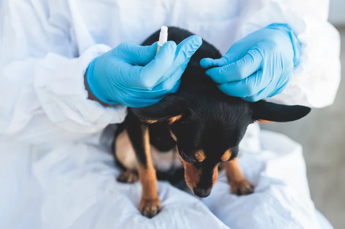 médico dando vacina em cachorro filhote