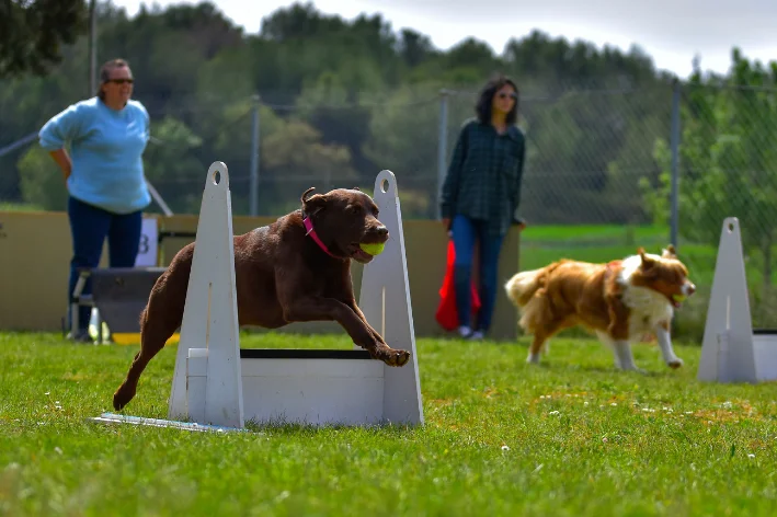 flyball para cachorro