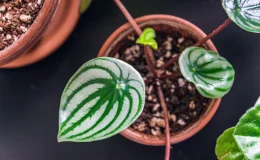 peperomia melancia