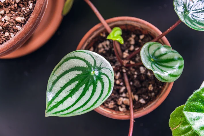 peperomia melancia