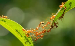 coletivo de formigas