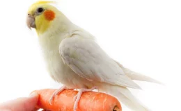 calopsita pode comer cenoura