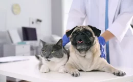 doxitec antibiótico para cães e gatos